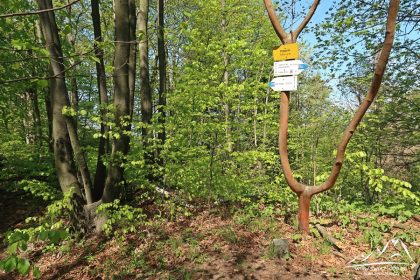 Wierzchołek Ptasznika.