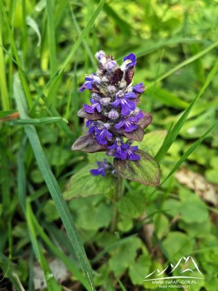 Dąbrówka rozłogowa