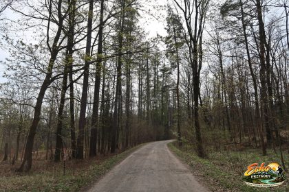 Droga leśna prowadząca na Długotę w Górach Opawskich