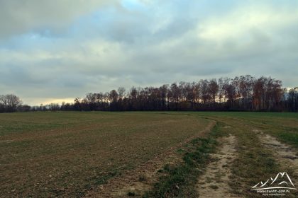 Po łuku w kierunku zagajnika.