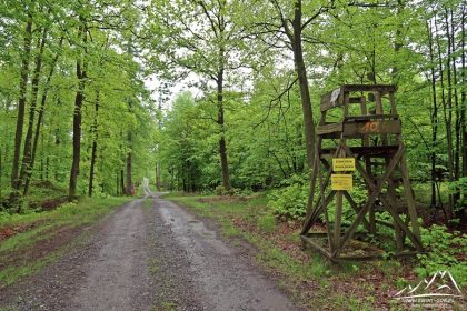Na trasie liczne ambonki i szeroka leśna droga.