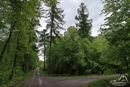 Skrzyżowanie dróg leśnych.