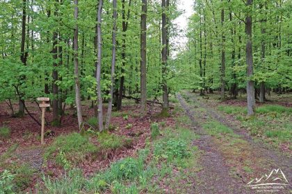 Z lewej widoczne tabliczki kierunkowe.