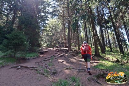 Ostatnie podejście Ruprechticki Szpicak